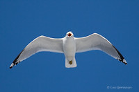 Photo - Ring-billed Gull