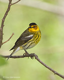 Photo - Cape May Warbler