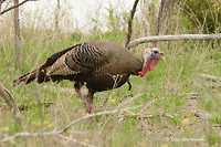 Photo - Wild Turkey