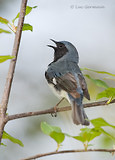 Photo - Black-throated Blue Warbler