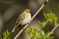 Photo - Cape May Warbler
