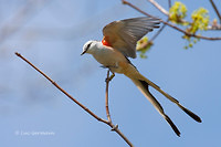 Photo - Scissor-tailed Flycatcher