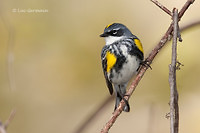 Photo - Yellow-rumped Warbler