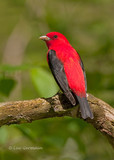 Photo - Scarlet Tanager
