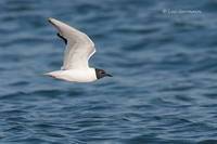 Photo - Bonaparte's Gull