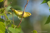Photo - Yellow Warbler