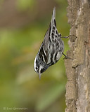 Photo - Black-and-white Warbler