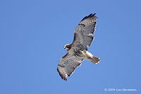 Photo - Red-tailed Hawk
