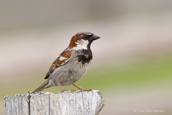 Photo - House Sparrow