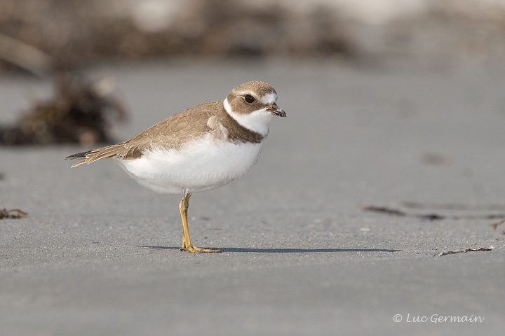 Photo - Semipalmated Plover