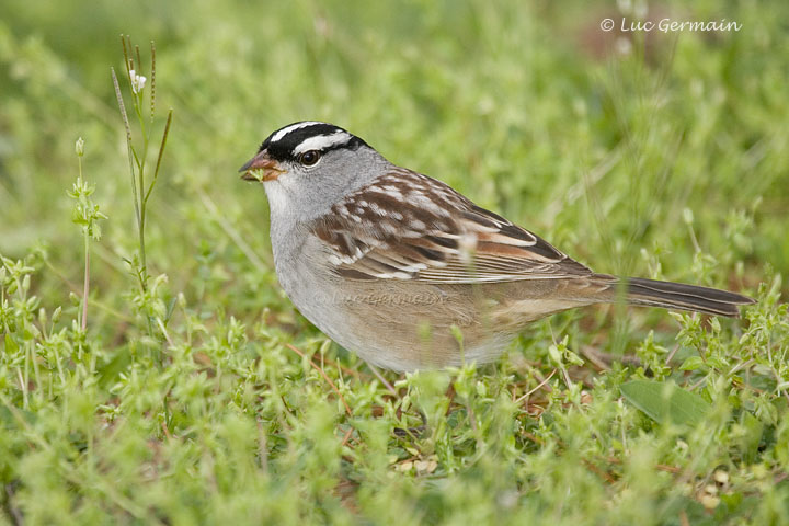 Photo - White-crowned Sparrow