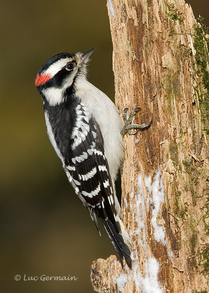 Photo - Downy Woodpecker