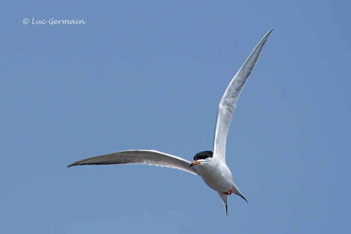 Photo - Forster's Tern