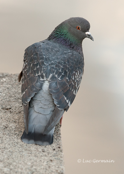 Photo - Rock Pigeon