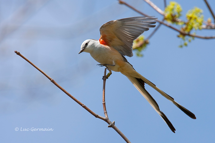 Photo - Scissor-tailed Flycatcher