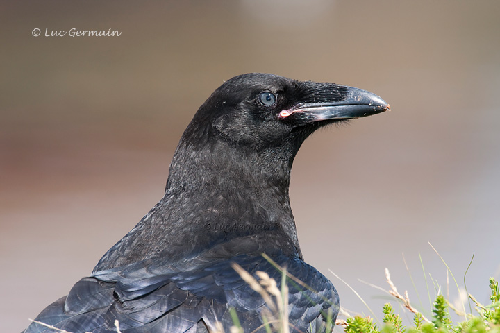 Photo - Common Raven