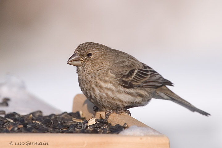 Photo - House Finch