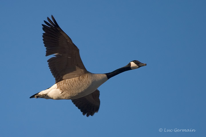 Photo - Canada Goose