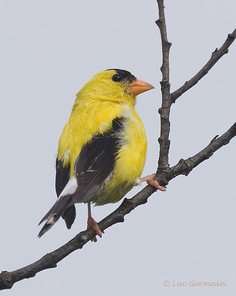 Photo - American Goldfinch