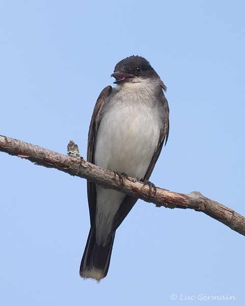 Photo - Eastern Kingbird