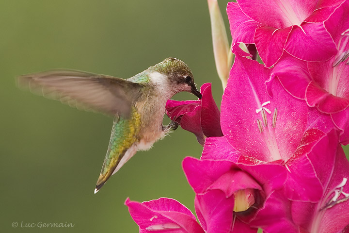 Photo - Ruby-throated Hummingbird