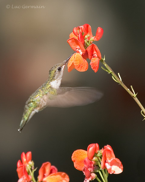 Photo - Ruby-throated Hummingbird