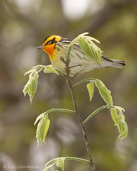 Photo - Blackburnian Warbler