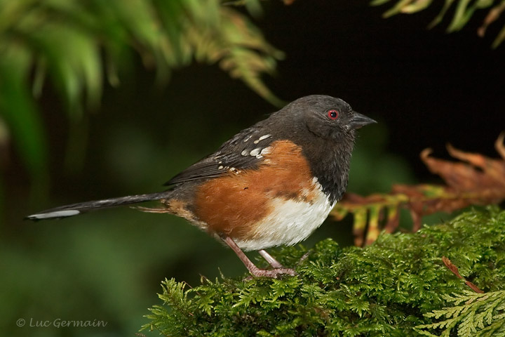 Photo - Spotted Towhee
