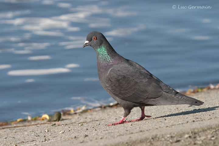 Photo - Pigeon biset