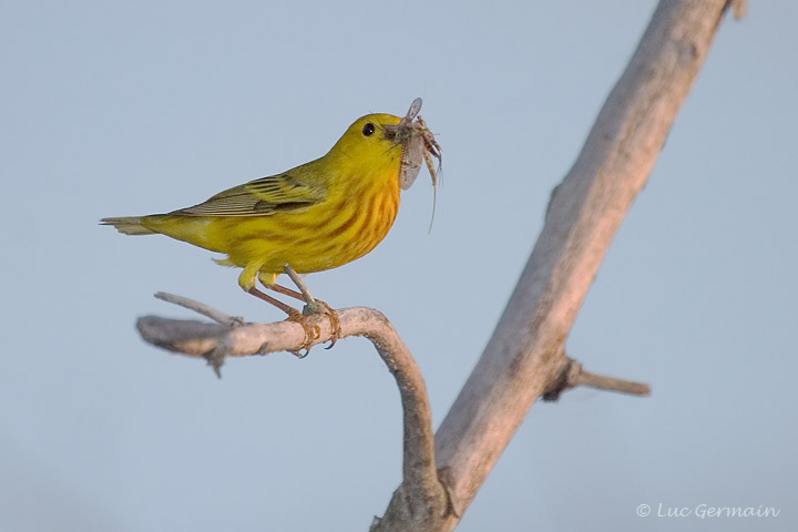 Photo - Yellow Warbler