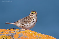 Photo - Savannah Sparrow