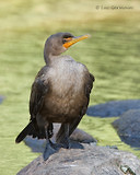 Photo - Double-crested Cormorant