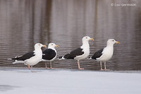 Photo - Great Black-backed Gull