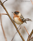 Photo - Bay-breasted Warbler