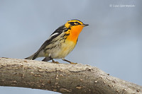 Photo - Blackburnian Warbler