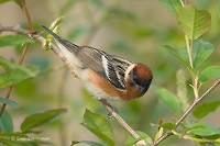 Photo - Bay-breasted Warbler