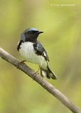 Photo - Black-throated Blue Warbler