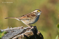 Photo - White-throated Sparrow