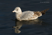 Photo - Herring Gull