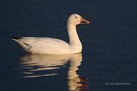 Photo - Snow Goose
