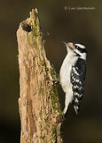 Photo - Downy Woodpecker