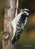 Photo - Hairy Woodpecker