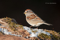Photo - American Tree Sparrow