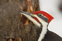 Photo - Pileated Woodpecker