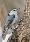 Photo - White-breasted Nuthatch