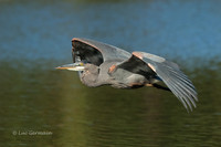 Photo - Great Blue Heron