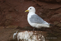 Photo - Mouette tridactyle