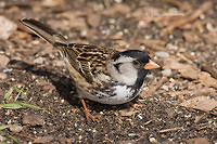 Photo - Harris's Sparrow