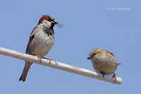 Photo - House Sparrow