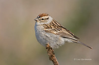 Photo - Chipping Sparrow